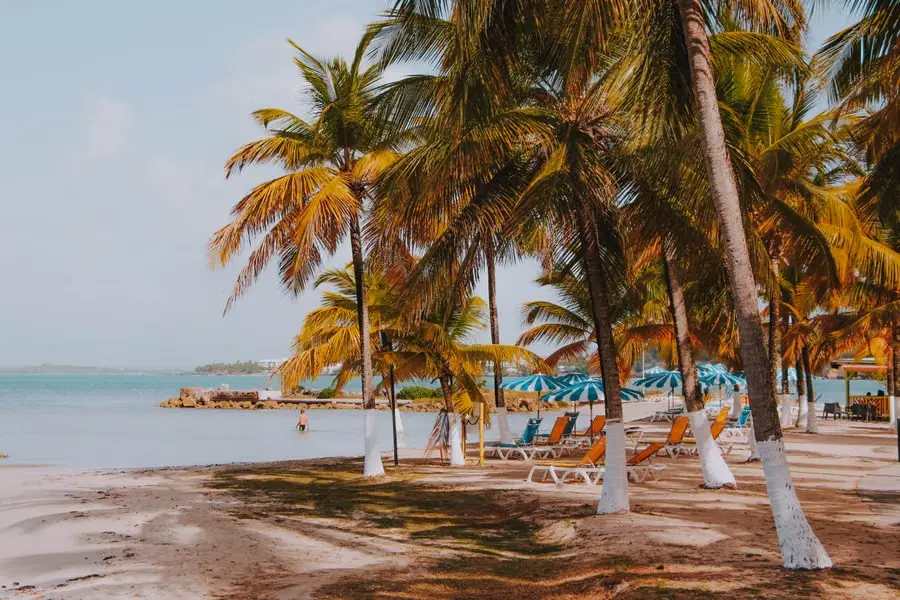 Plage bordée de palmiers en Guadeloupe